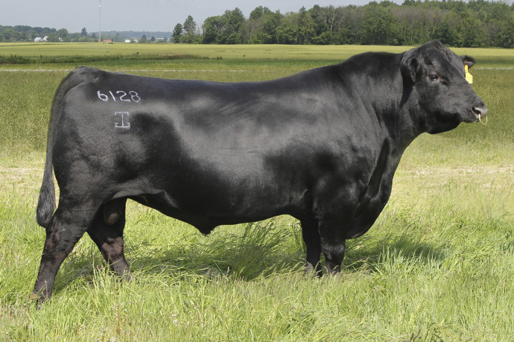 G A R Prophet - Select Sires Beef