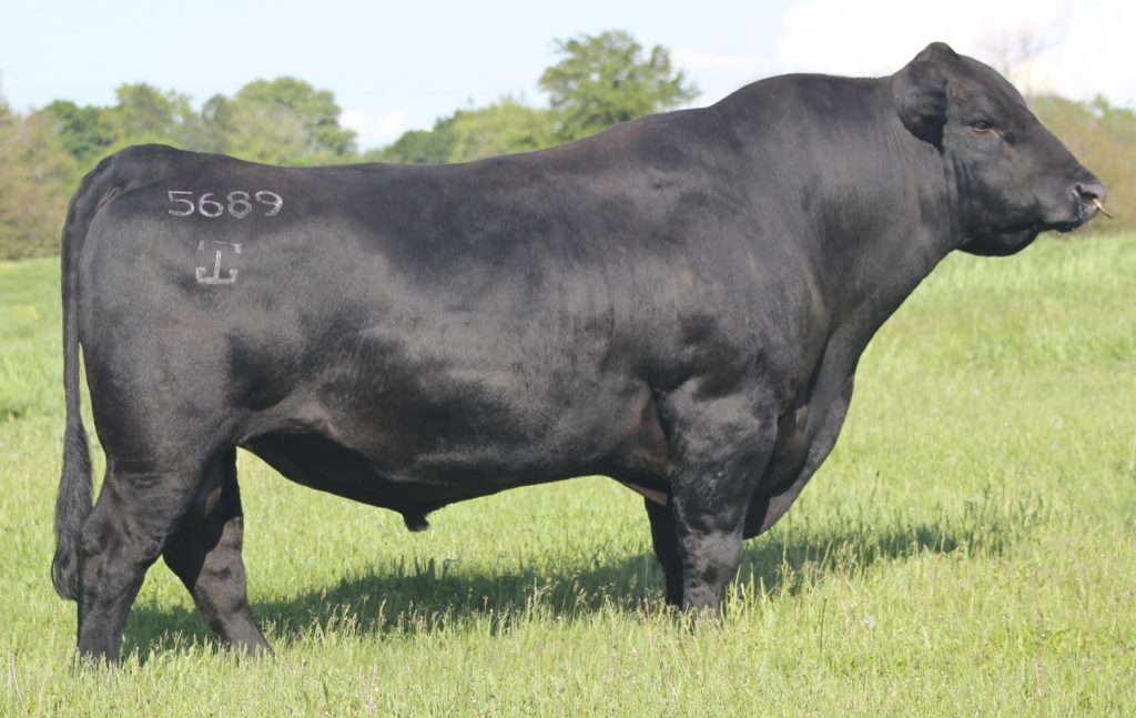 GAR Composure - Select Sires Beef