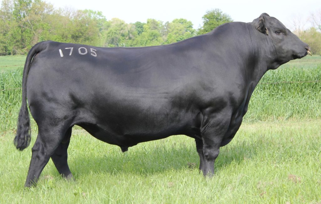 GDAR Heisman 1705 - Select Sires Beef