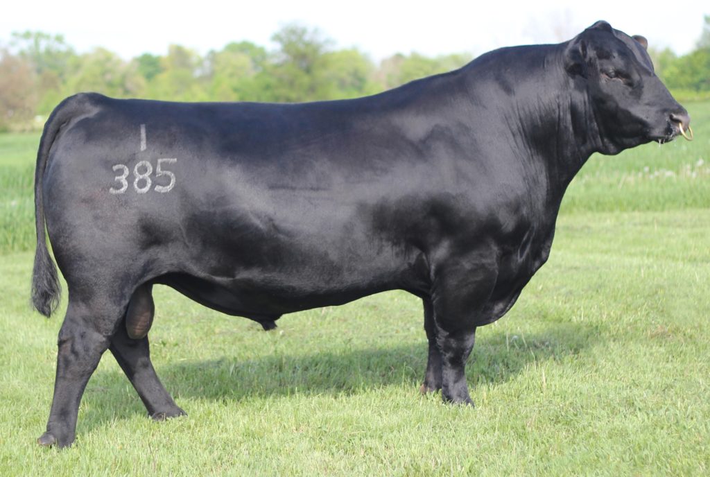 Connealy Comrade 1385 - Select Sires Beef