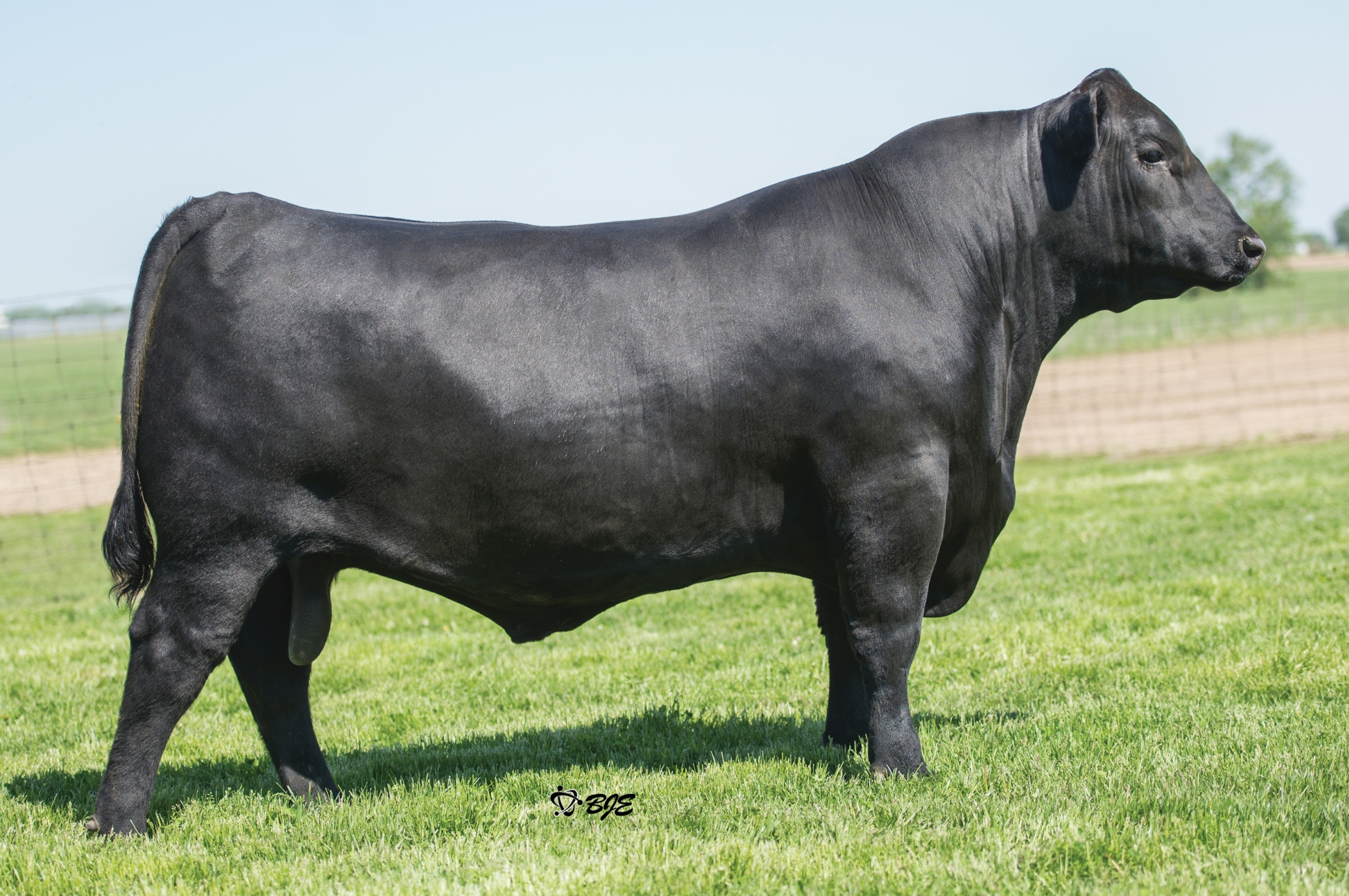 SS Niagara Z29 - Select Sires Beef SS Niagara Z29 - Select Sires Beef