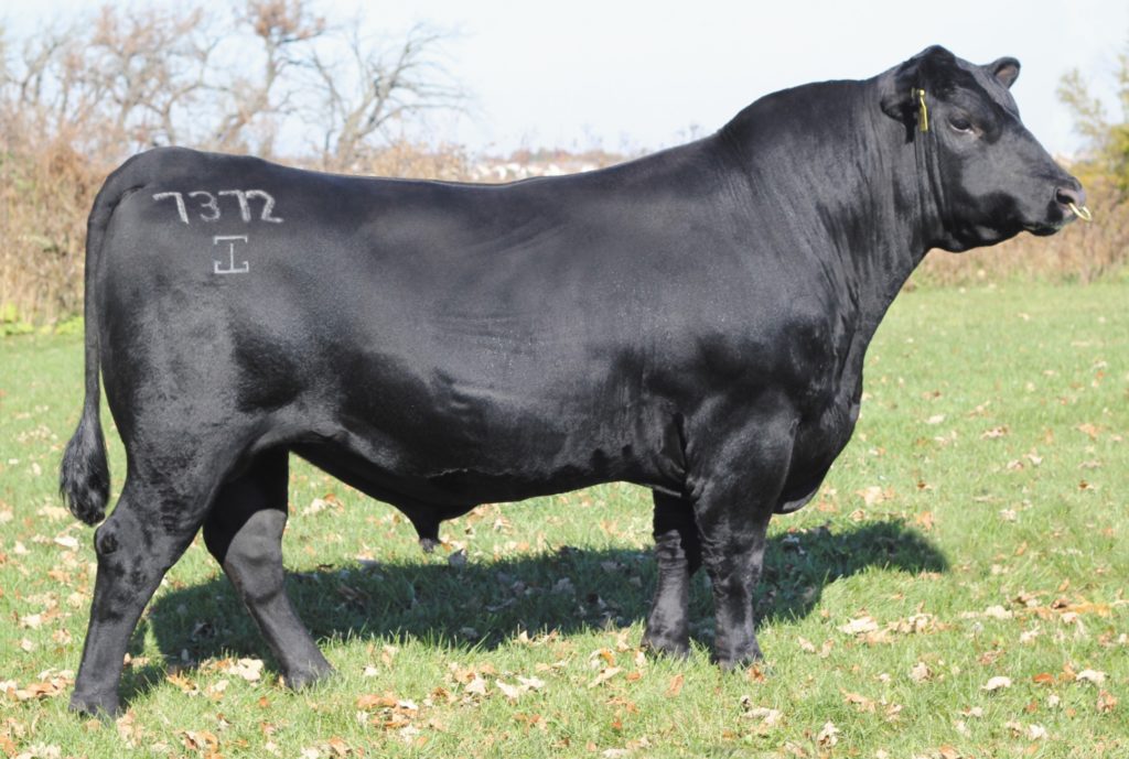 GAR Momentum - Select Sires Beef