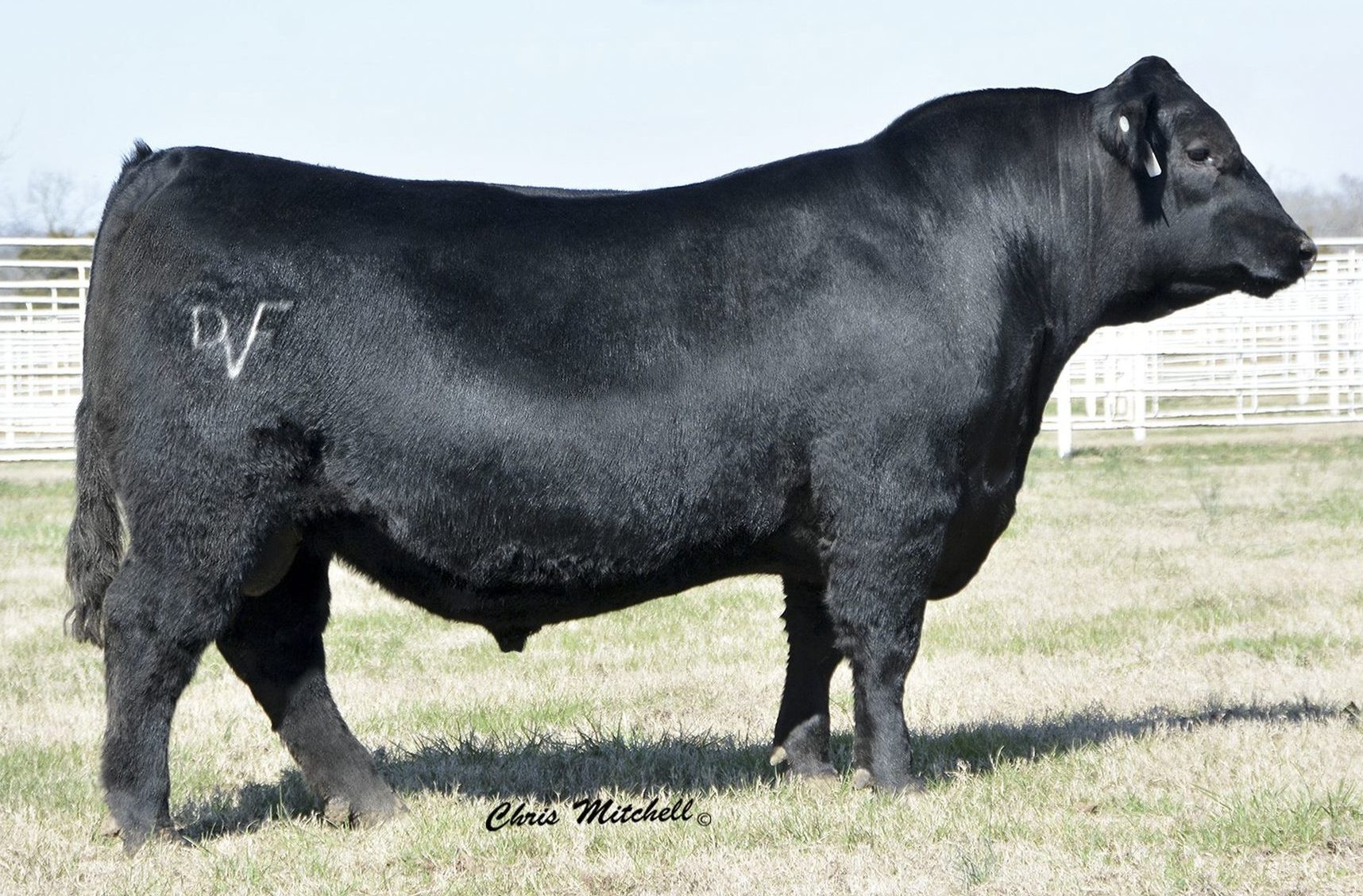Deer Valley Unique 5635 - Select Sires Beef