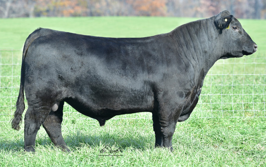 KB-Full Measure C40 - Select Sires Beef