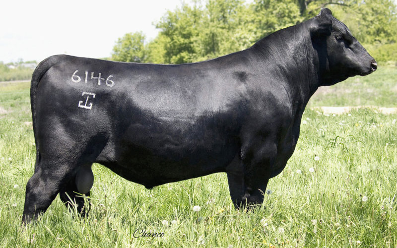 G A R Phoenix - Select Sires Beef