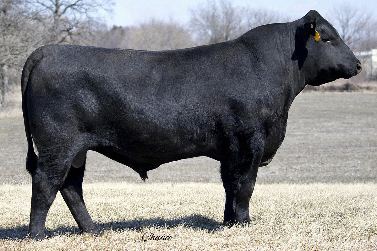 E W A Peyton 642 - Select Sires Beef