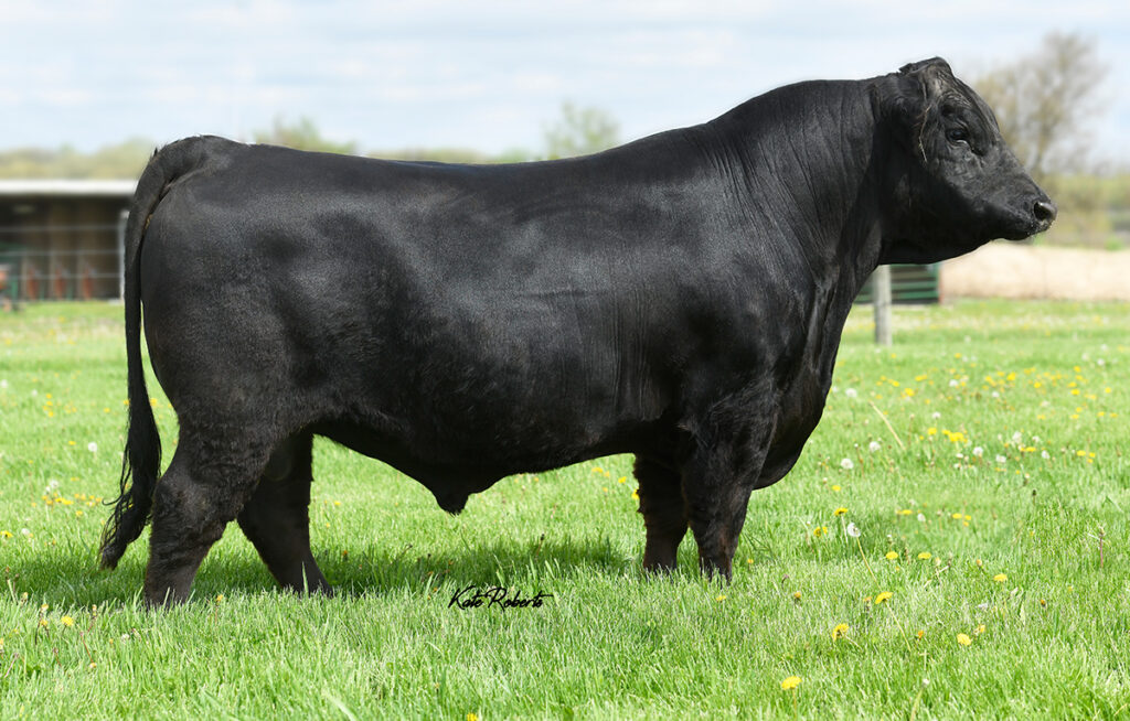 44 Main Street 7049 - Select Sires Beef