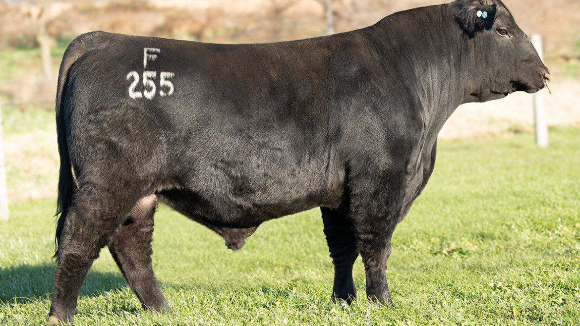 Select Sires Beef