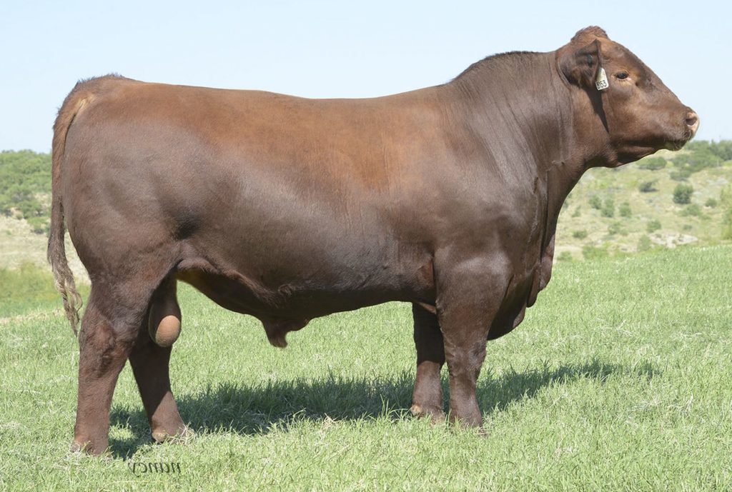 Brown AA Prestigious B5153 - Select Sires Beef