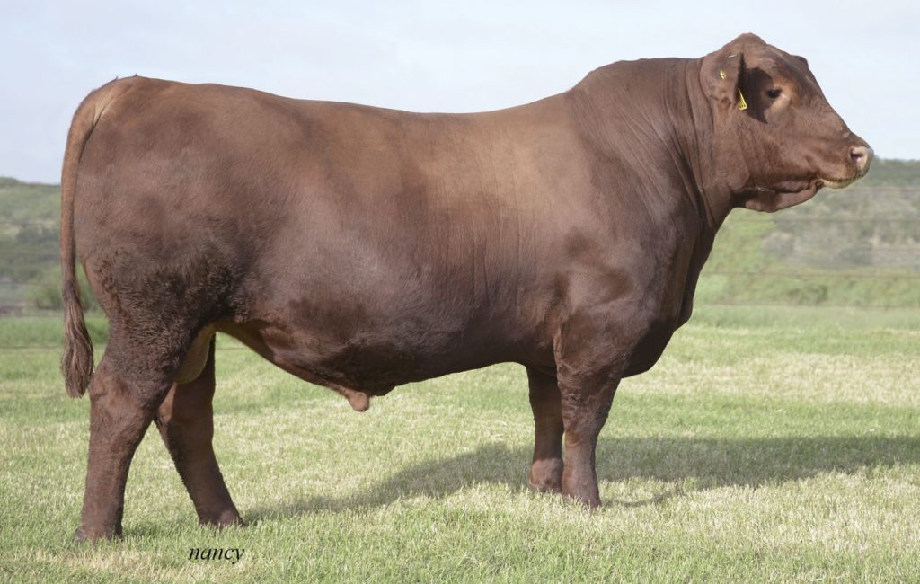 Brown Ccfp Efficient C5454 - Select Sires Beef