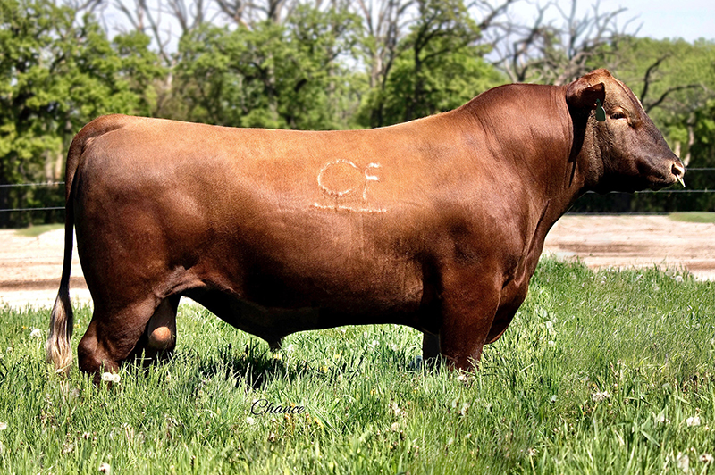 Red Angus - Select Sires Beef