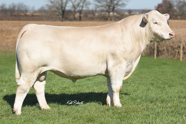 Charolais - Select Sires Beef