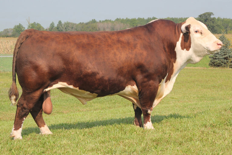Hereford Select Sires Beef