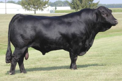 Limousin Select Sires Beef - 