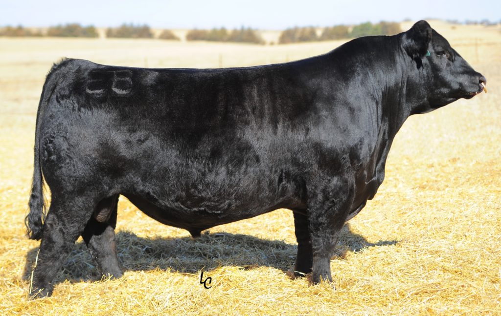 GW Robust 605Z - Select Sires Beef