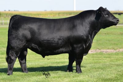 Simmental - Select Sires Beef