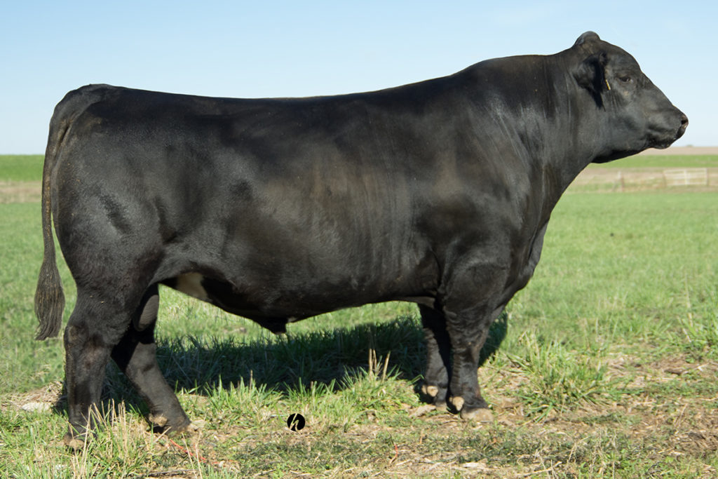 Hook's Broadway 11B - Select Sires Beef