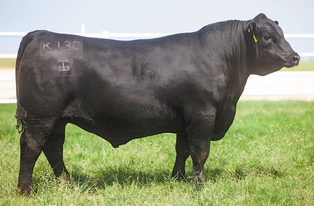 G A R Bonfire - Select Sires Beef