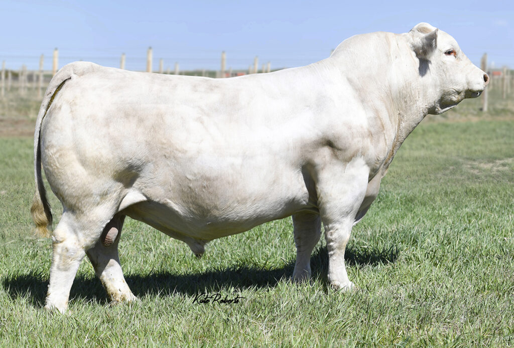 LT Affinity 6221 PLD - Select Sires Beef