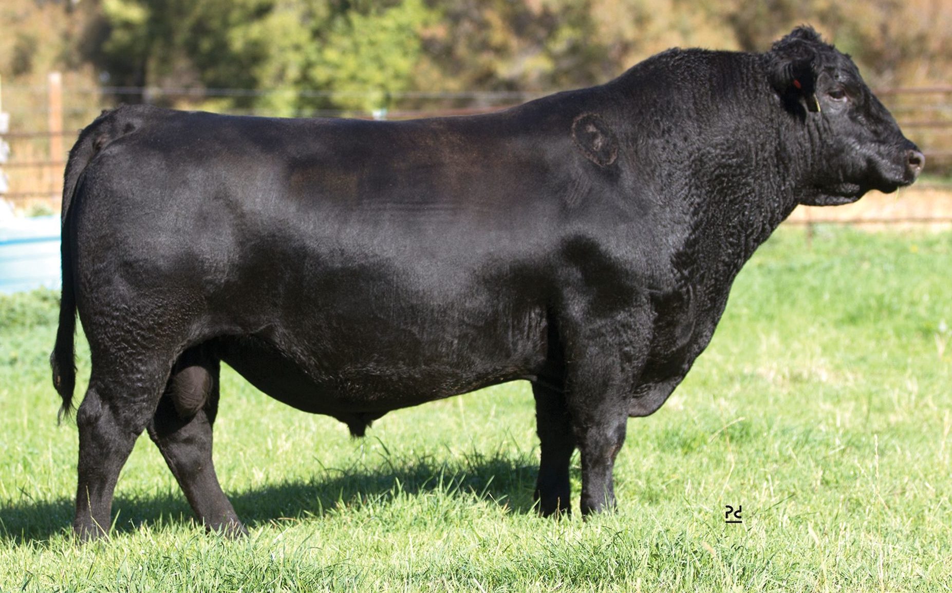 Crouthamel Protocol 3022 - Select Sires Beef