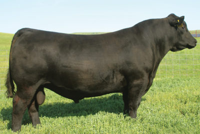 Angus - Select Sires Beef