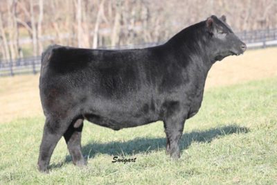 SON BOYD BEEF CATTLE KY
