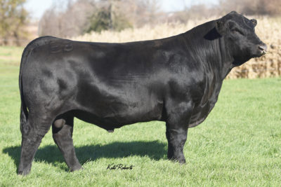 simangus sires