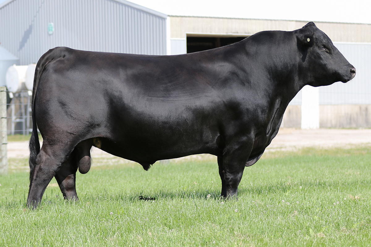 Woodhill Blueprint - Select Sires Beef