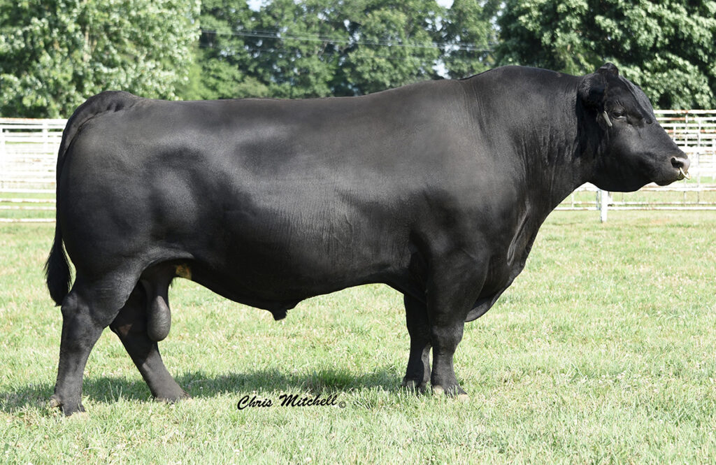 Woodhill Blueprint - Select Sires Beef