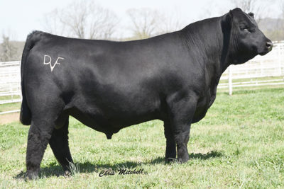 Angus - Select Sires Beef