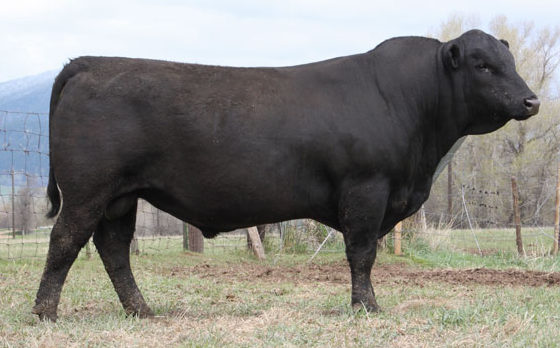 GW Country Boy 142B - Select Sires Beef