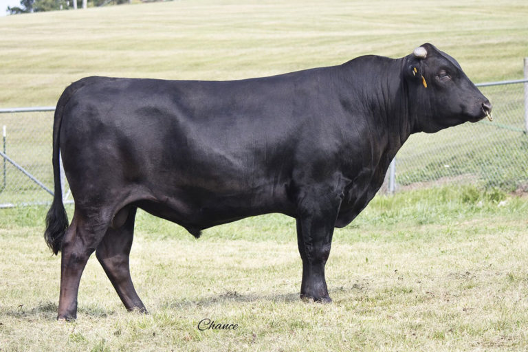 Wagyu Select Sires Beef