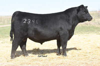 Angus - Select Sires Beef