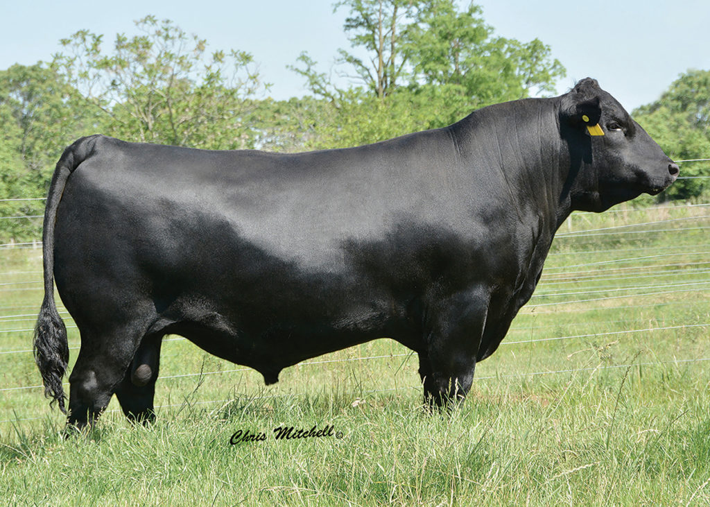 K C F Bennett Citation - Select Sires Beef