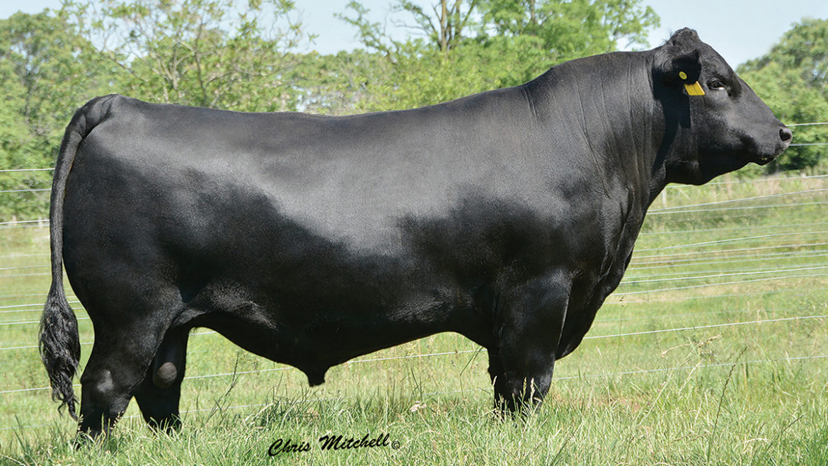 Select Sires Beef