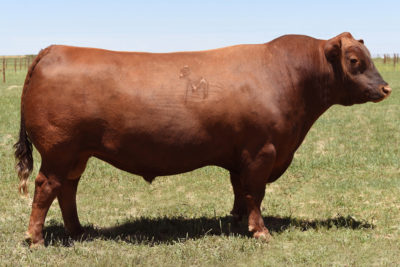 Red Angus - Select Sires Beef