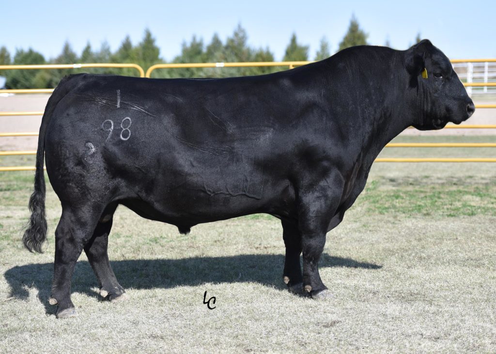 Connealy Stingray 9618 - Select Sires Beef