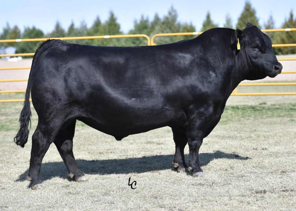 Sitz Elevation Z64 - Select Sires Beef