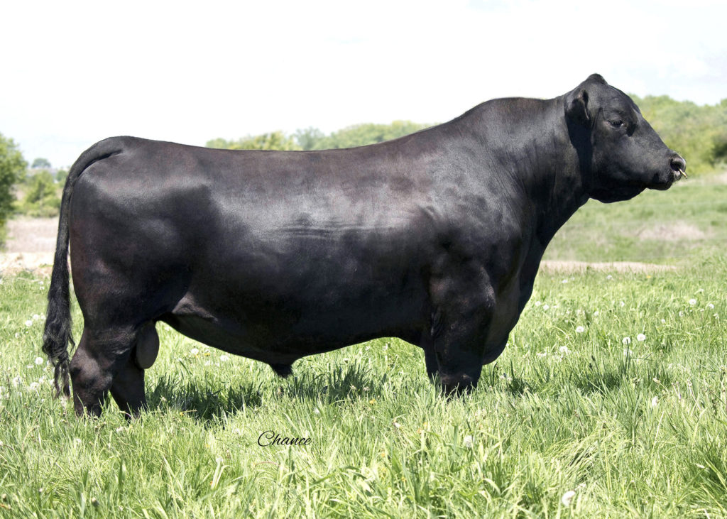 Jindra Acclaim - Select Sires Beef