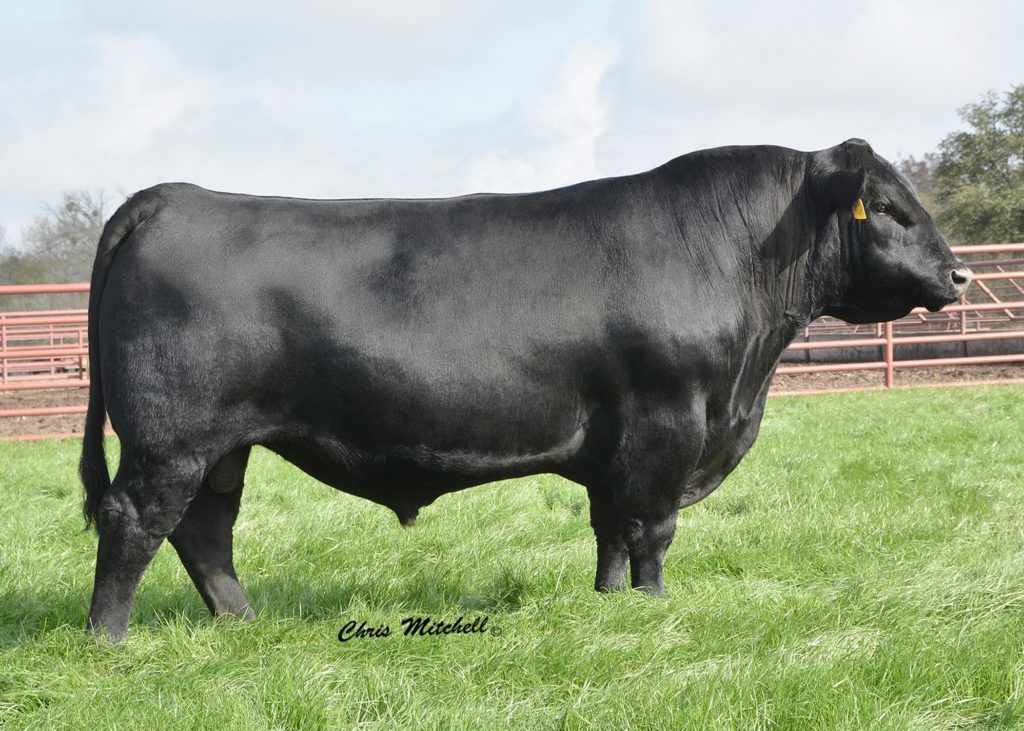 44 Arsenal 4W07 - Select Sires Beef