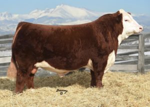 KT Small Town Kid 5051 - Select Sires Beef