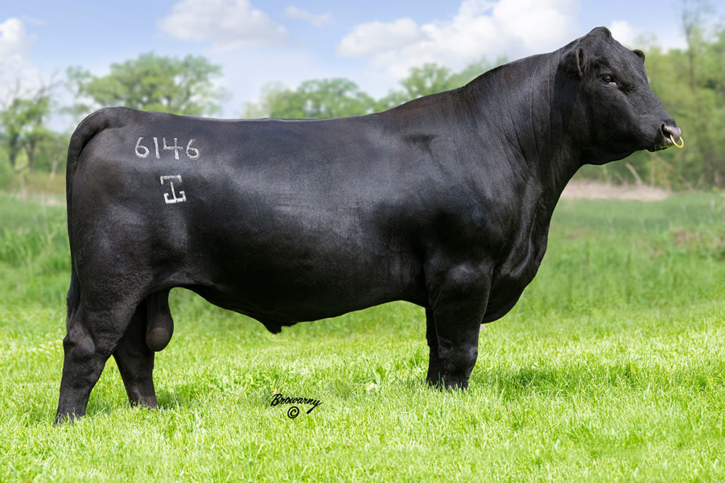 G A R Phoenix - Select Sires Beef