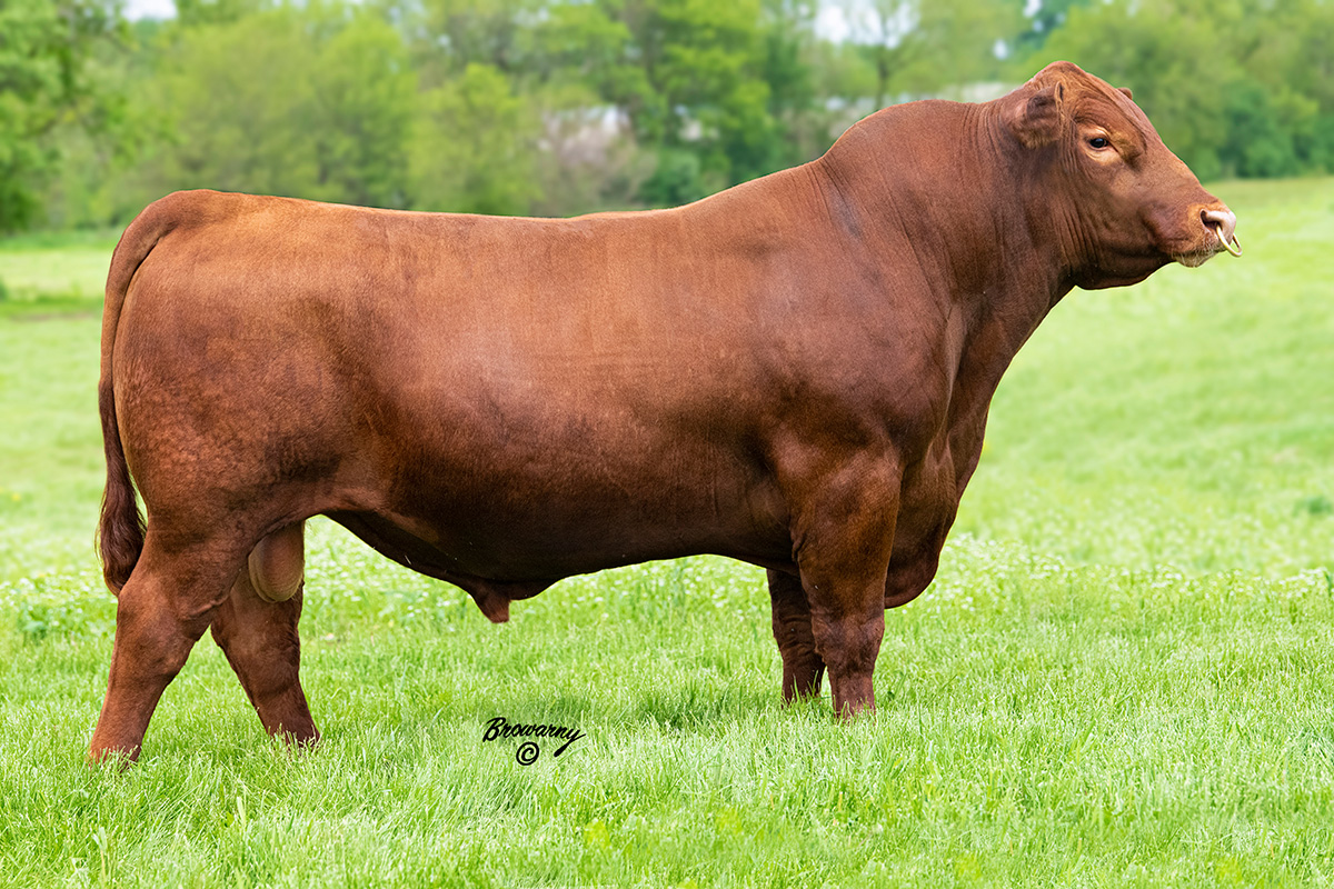 KCC Excellence 139774 Select Sires Beef
