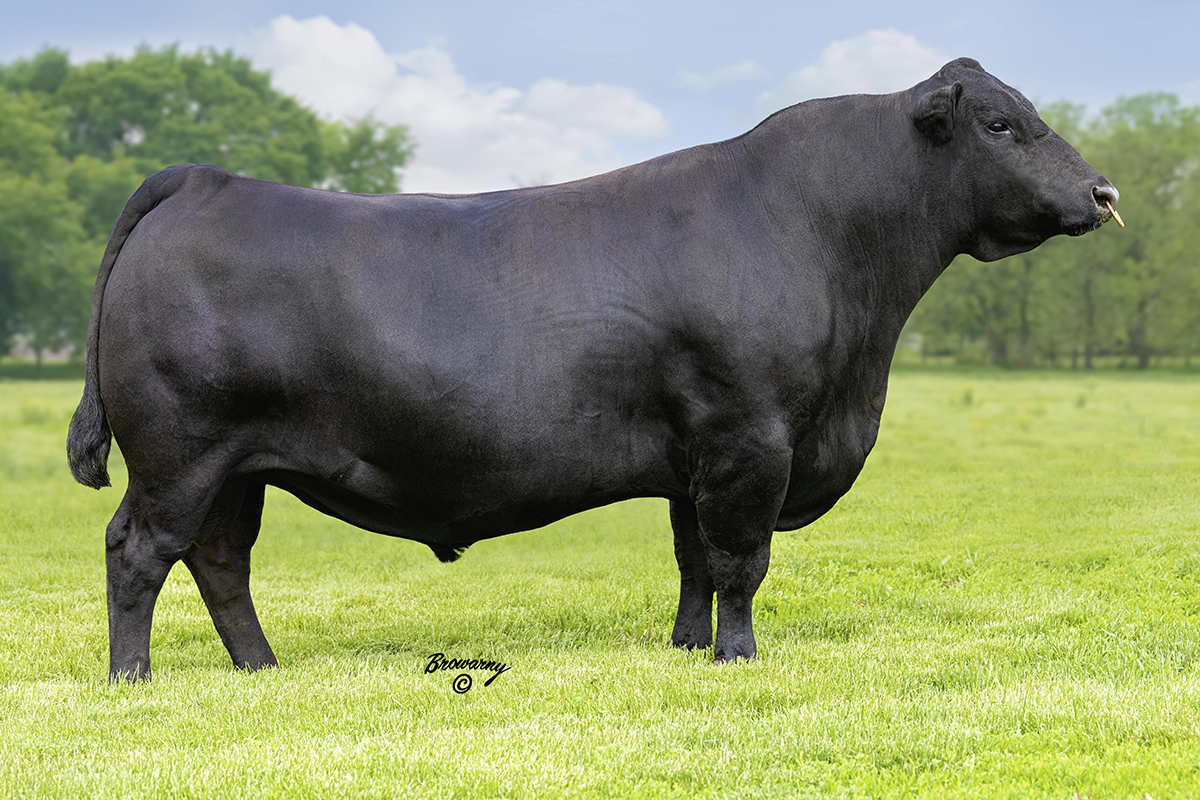 Eathington Ice Cap 305c - Select Sires Beef