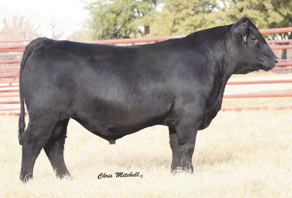 44 Prime Effect 7086 - Select Sires Beef