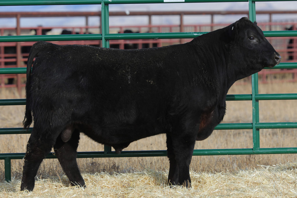 Riverbend Good Book F255 - Select Sires Beef