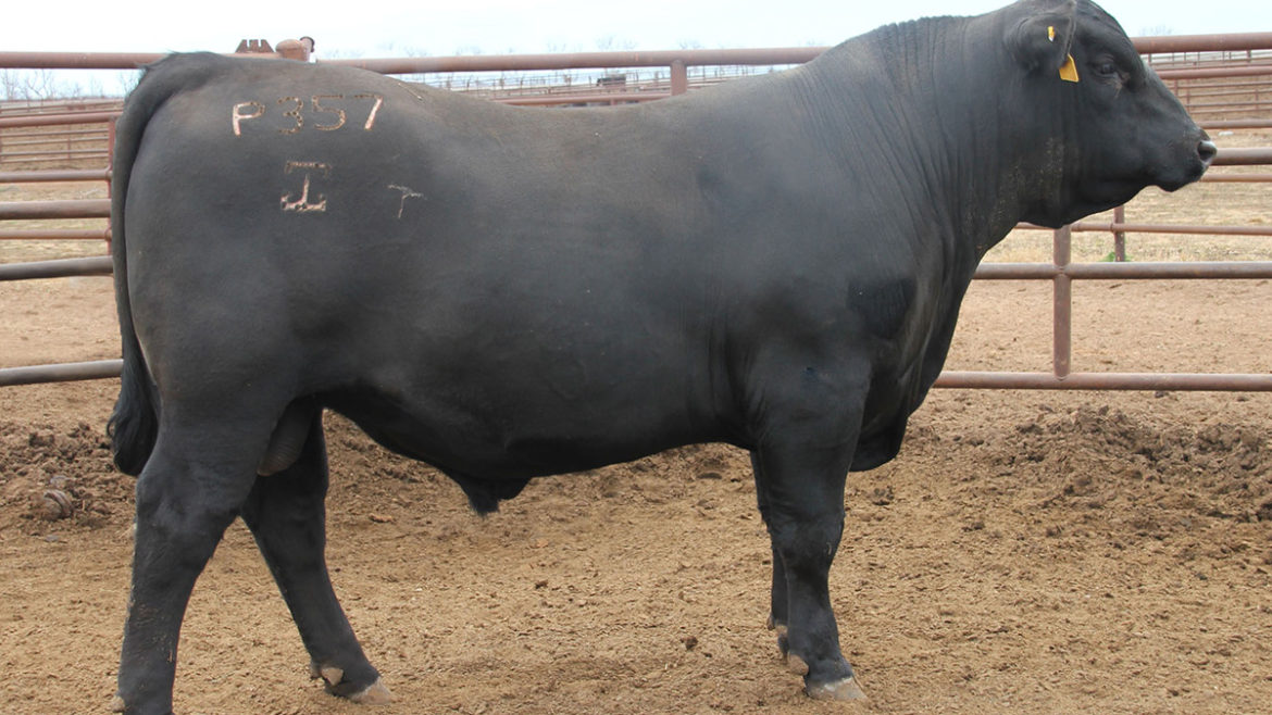 Select Sires Beef