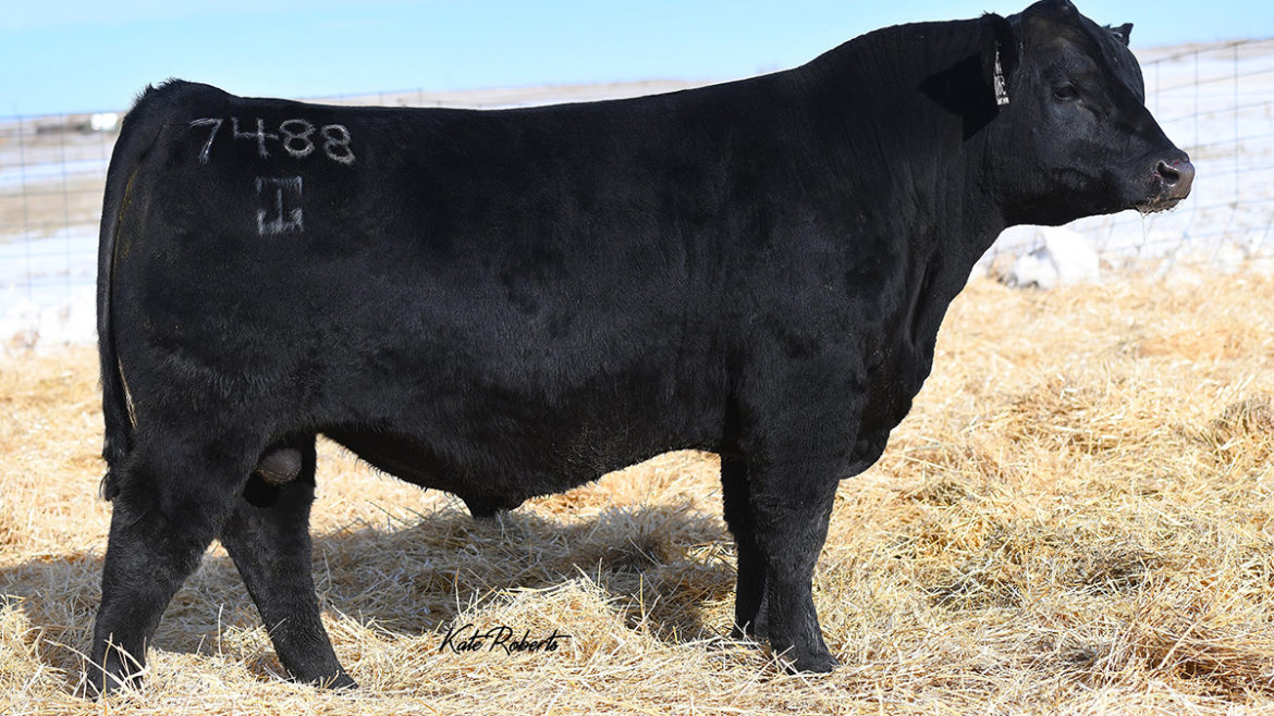 Select Sires Beef