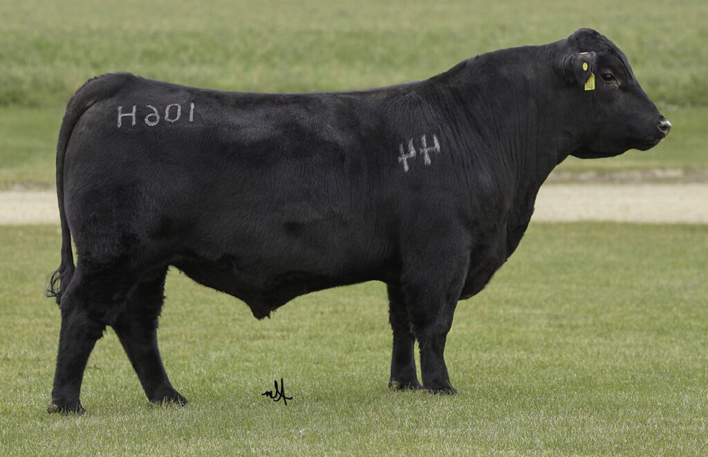 44 Ruler 106H - Select Sires Beef