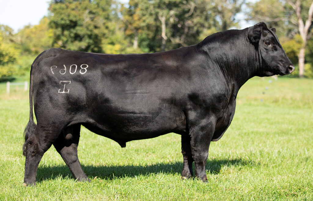 G A R Headway 8069 - Select Sires Beef G A R Headway 8069 - Select Sires Beef